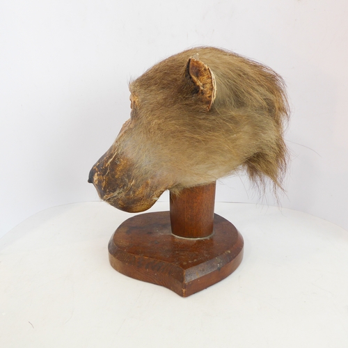 213 - An early 20th century taxidermy of a baboon's head (papio hamadryas ursinus): facing straight and mo... 