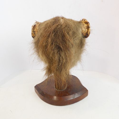 213 - An early 20th century taxidermy of a baboon's head (papio hamadryas ursinus): facing straight and mo... 