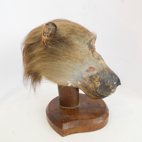 213 - An early 20th century taxidermy of a baboon's head (papio hamadryas ursinus): facing straight and mo... 