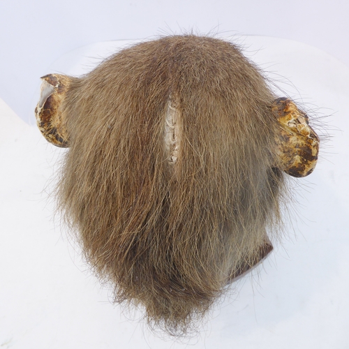 213 - An early 20th century taxidermy of a baboon's head (papio hamadryas ursinus): facing straight and mo... 