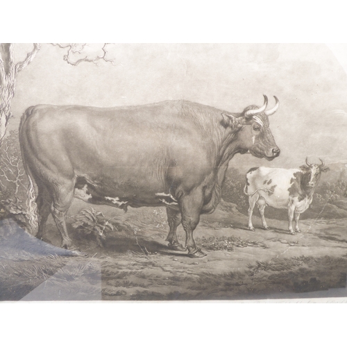 510 - JAMES WARD RA after ALEXANDER NASMYTH - 'The Spottiswoode Ox', mezzotint on wove paper (plate size 1... 