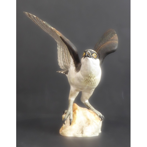 17A - A hand-decorated Spode Fine Bone China model of an open-winged Osprey (Pandion Haliaetus), printed m... 