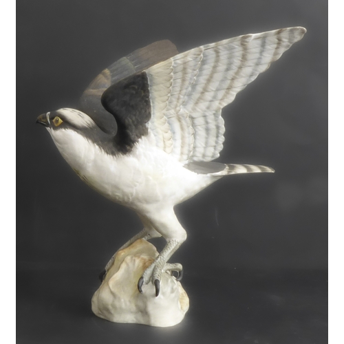 17A - A hand-decorated Spode Fine Bone China model of an open-winged Osprey (Pandion Haliaetus), printed m... 