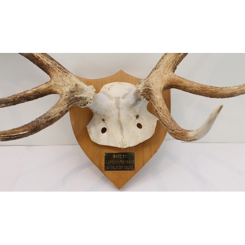 116 - A large pair of five-point antlers mounted on a shield-shaped oak back with plaque reading 'Shot by ... 