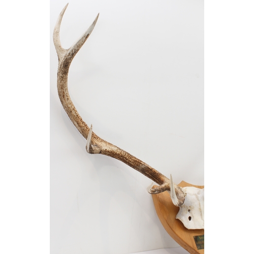 116 - A large pair of five-point antlers mounted on a shield-shaped oak back with plaque reading 'Shot by ... 