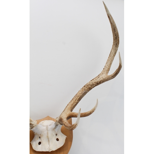 116 - A large pair of five-point antlers mounted on a shield-shaped oak back with plaque reading 'Shot by ... 