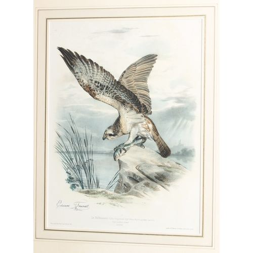 295 - Edouard Travies (French, 1809-1869)
 'Le Balbuzard. (Buffon) Vulgairement Aigle Pecheur 4/g de la gr... 