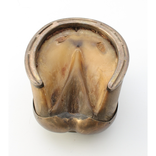 663 - An early 20th century novelty horse hoof vesta case with silver-plated brass mounts - the hinged cov... 