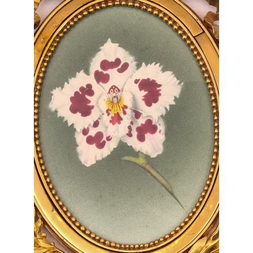 710 - A botanical watercolour of an Odontoglossum Orchid, in a highly decorative gilt bronze frame - early... 