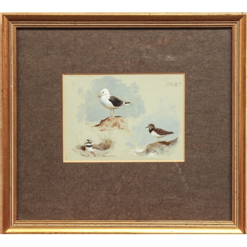 396 - Archibald Thorburn (British, 1860-1935)
 'Gt. Black Backed Gull, Turnstone, Ringed Plover'
 watercol... 