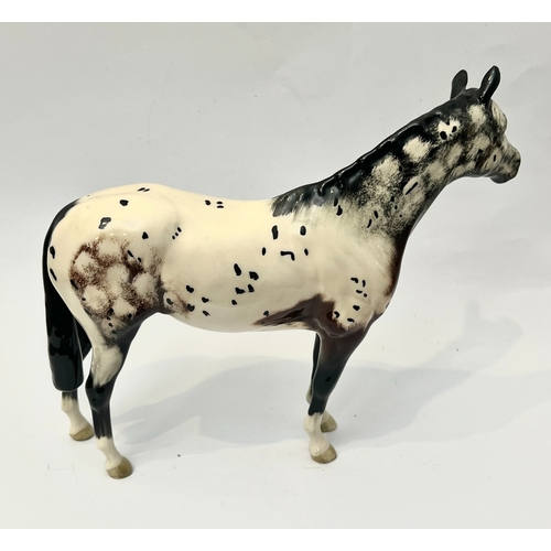 51 - A Beswick 1772 Appaloosa Stallion horse figure - black printed factory mark, 19.8cm high.