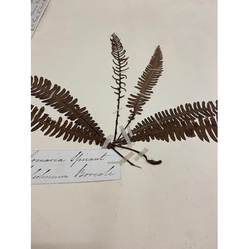 237 - Ferns: A very large (approx. 29