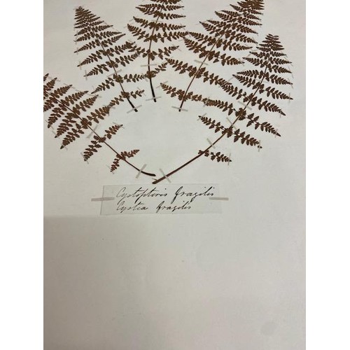 237 - Ferns: A very large (approx. 29