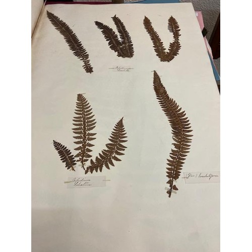 237 - Ferns: A very large (approx. 29