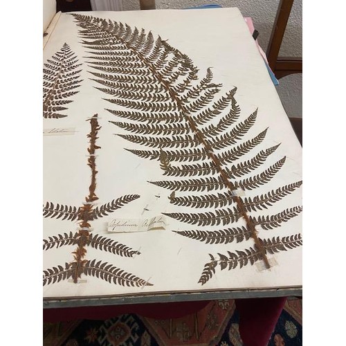 237 - Ferns: A very large (approx. 29