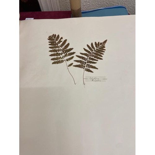 237 - Ferns: A very large (approx. 29