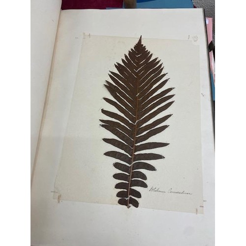 237 - Ferns: A very large (approx. 29