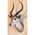 Taxidermy:A fine quality wall mounted Head & Antlers of a Gazelle,  by Rowland Ward, approx. 86cms (... 