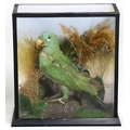 Taxidermy: A finely modelled Hahn's Macaw Parrot, perched in a naturalistic setting by Rohu & So... 