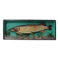Taxidermy: A large Model of a Pike, approx. 100cms (39