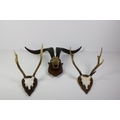 Taxidermy: A skull of a Mountain Ram, with large horns; also a pair of small Deer Horns, mounted. (3... 