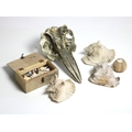 Natural History Collection of shells, fossils etc. As a lot, as is. (1)