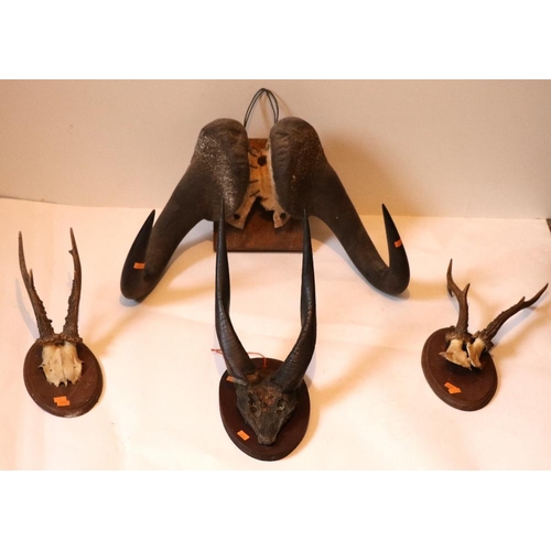 137 - Taxidermy: Two pairs of small Deer Antlers, mounted, a pair of Buffalo Horns and a pair of Antelope ... 