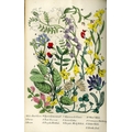 Hand Coloured Plates: Plues (Margaret) Rambles in Search of Wild Flowers, 8vo L. 1864. Second Edn., ... 