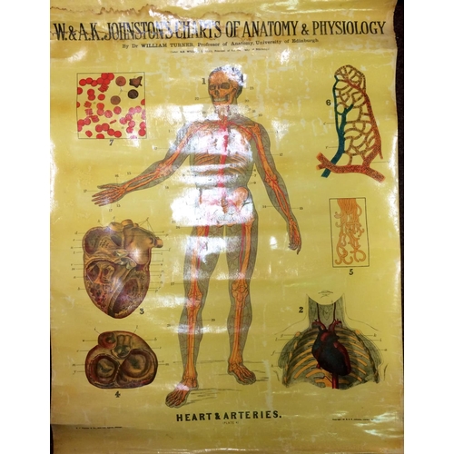 679 - Johnstons (W. & A.K.) School Charts of Anatomy & Physiology, a set of five charts after Prof. Turner... 