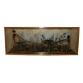 Taxidermy:  A large cased arrangement, 