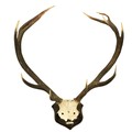 A set of large Deer Antlers, with eleven points, mounted on oak shield plaque with label 