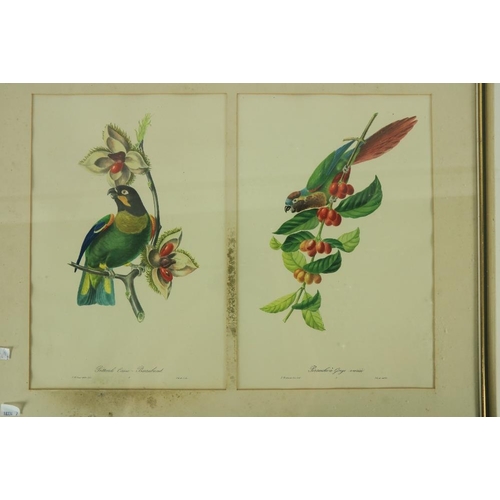 158 - A collection of 7 various coloured Flower and Bird Prints, various sizes. (7)