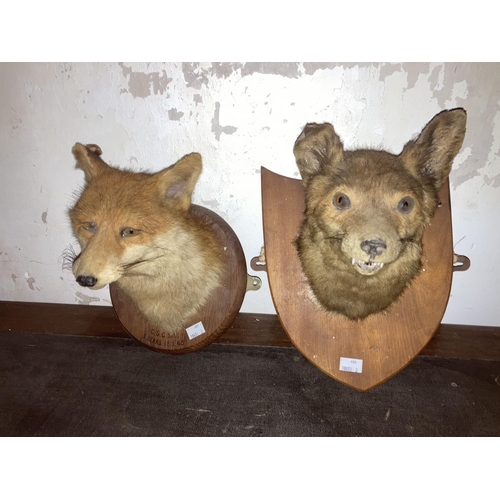 605 - Taxidermy:  Two Fox Head Trophies, each mounted on wooden panels, one by A.Spicer & Sons, Leamin... 