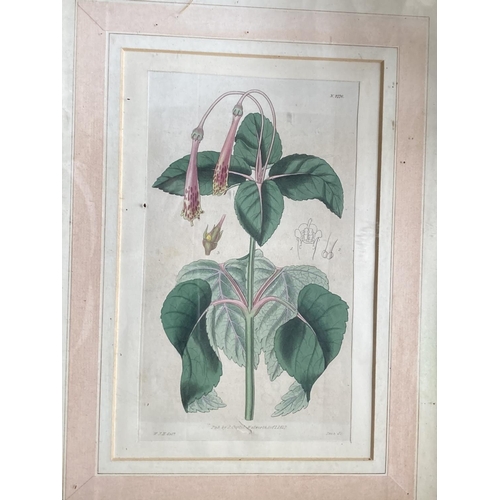 594 - A collection of oval and rectangular gilt Frames, some varied Botanical Prints, sold as a lot, w.a.f... 