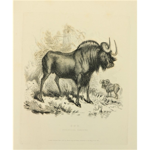 893 - Engraved Plates:  Landseer (Thos.) Characteristic Sketches of Animals, with descriptions ... by John... 