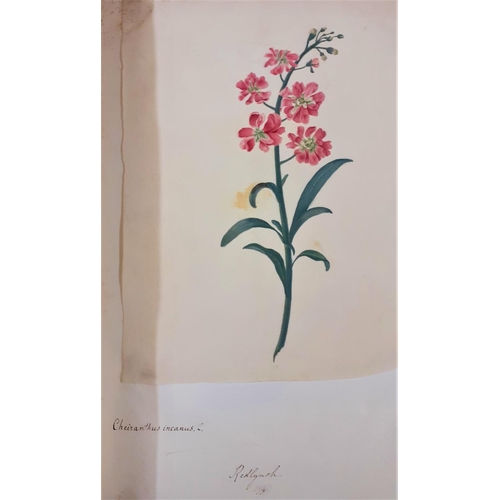 1074 - Watercolours:  A tall folio Album of Original Watercolours of Flowers, mostly late 18th Century... 