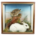 Taxidermy:  A large Wildlife Display, depicting a large stuffed white rabbit with black spots with a... 