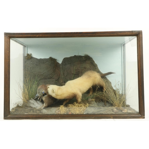 55 - Taxidermy:  A stuffed and mounted Wildlife Group, depicting a ferret attacking a mallard, in glazed ... 