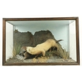 Taxidermy:  A stuffed and mounted Wildlife Group, depicting a ferret attacking a mallard, in glazed ... 
