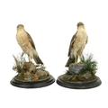 Taxidermy: A pair of stuffed and mounted Eurasian Sparrow Hawk (Accipiter Nisus), each perched on a ... 
