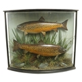 Taxidermy:  Two large stuffed and preserved brown Trout (Salmo Trutta) in bow fronted ebonised and g... 