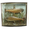 Taxidermy:  Two large stuffed and preserved brown Trout (Salmo Trutta) 7lb & 5 3/4