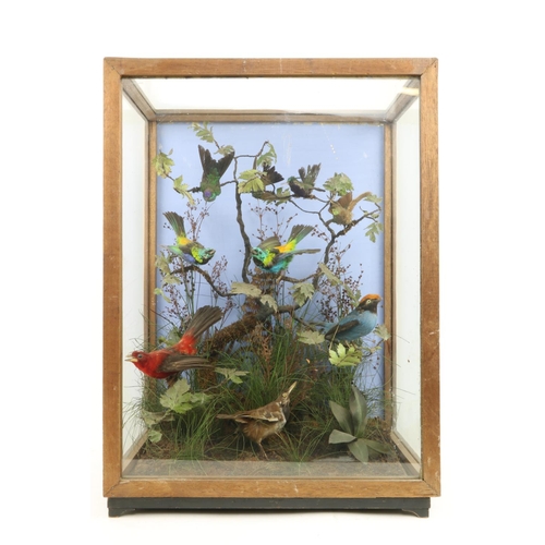 60 - Taxidermy:  A very attractive collection of colourful Exotic Birds, stuffed and mounted on tree bran... 