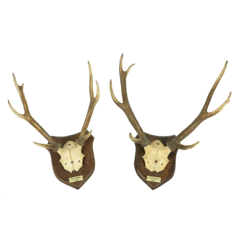 61 - Two pairs of mounted Stag Antlers, each on a shield shaped panel and inscribed Ghenart L.J.A. 1919, ... 