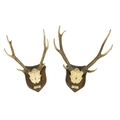 Two pairs of mounted Stag Antlers, each on a shield shaped panel and inscribed Ghenart L.J.A. 1919, ... 