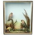 Taxidermy: A diorama with two prepared Common Redpoll or Mealy Redpoll (Achantis Flammea), each perc... 