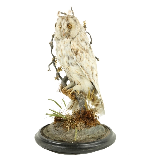 64 - Taxidermy:  A Victorian short eared Owl, perched on a branch, on ebonised base under a glass dome, 1... 