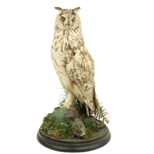 65 - Taxidermy:  A stuffed and mounted long eared Owl, (Asio Otus) perched on a rock with undergrowth, 17... 