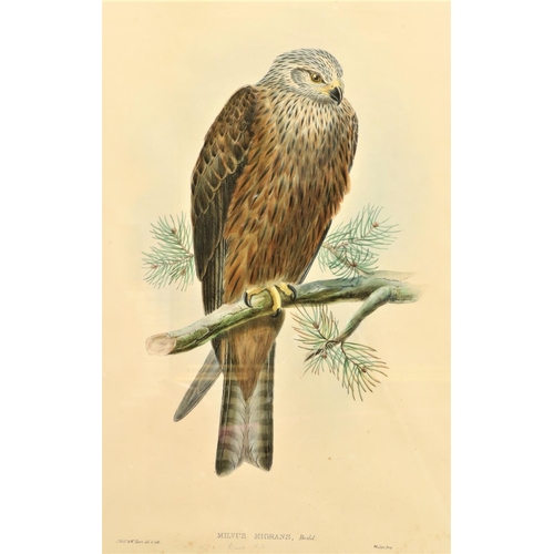 120 - A set of three attractive large coloured Bird Prints, after J. Wolf and W. Hat, including 