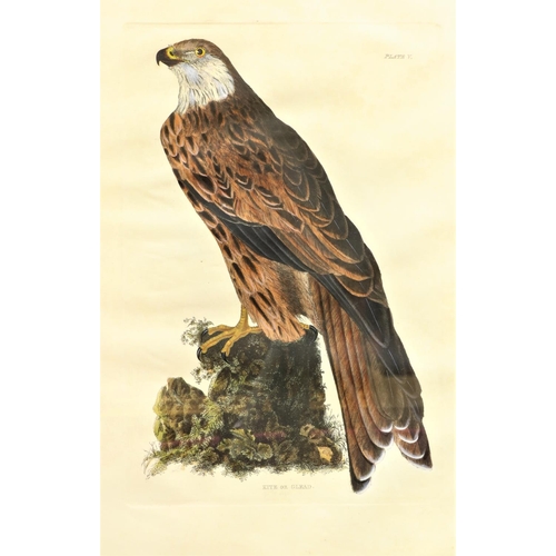 120 - A set of three attractive large coloured Bird Prints, after J. Wolf and W. Hat, including 